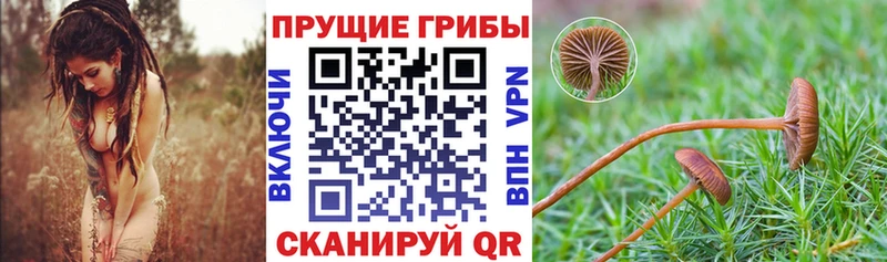 Псилоцибиновые грибы GOLDEN TEACHER  Няндома 